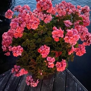 Meet your Posher, Lorraine